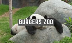 parkeren burgerszoo